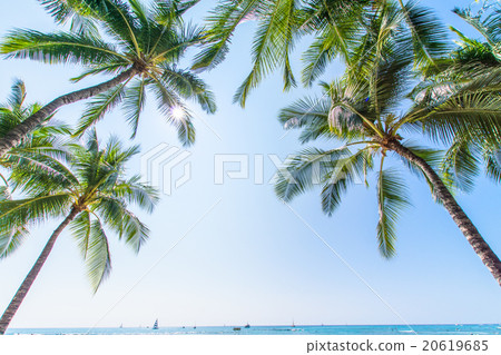 [夏威夷]瓦胡島，棕櫚樹和藍天 20619685