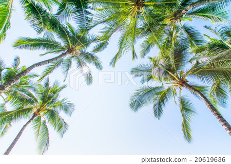 [夏威夷]瓦胡島，棕櫚樹和藍天 20619686