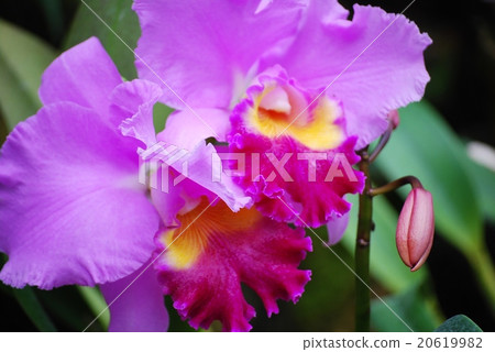 Hasty Cattleya 20619982