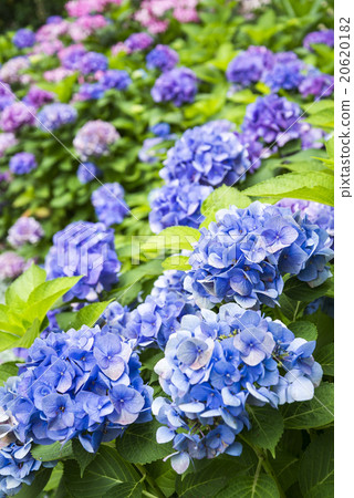Hydrangea in full bloom 20620182