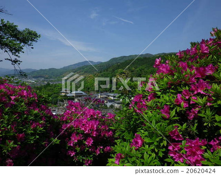 杜鵑花在踢 20620424