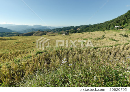 View of rice farm and cloudy blue sky View of rice farm and cloudy blue sky 20620795