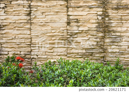 Brown Bricks Wall with  Ixora chinensis Lamk 20621171