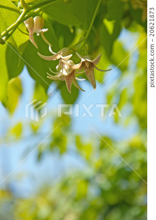Ikuko的花 20621873