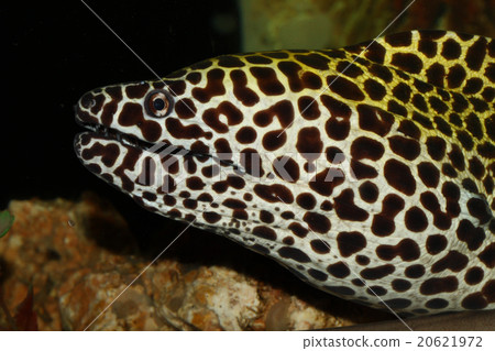 moray eel 20621972