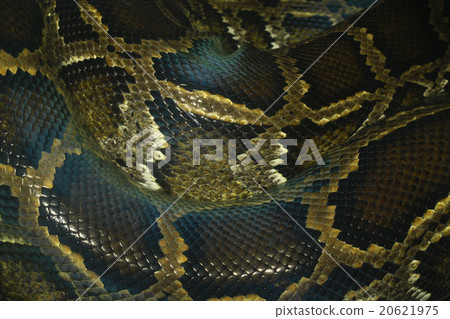 python snake skin and scales pattern macro python snake skin and scales pattern macro 20621975