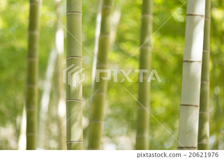  Bamboo grove 20621976