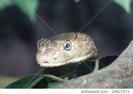 head King Cobra head King Cobra 20622011