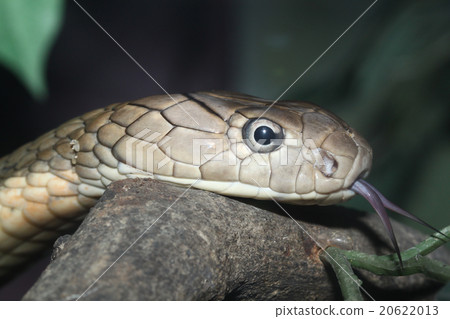 head King Cobra head King Cobra 20622013