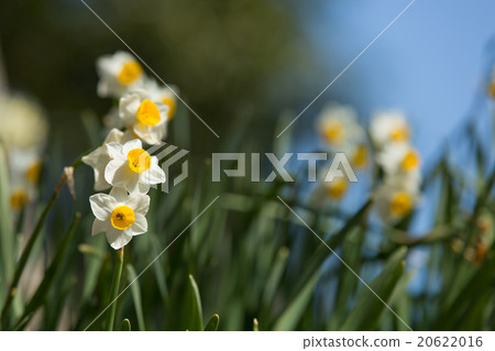 Narcissus Narcissus 20622016