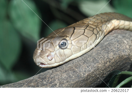 head King Cobra head King Cobra 20622017