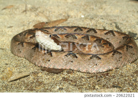 Scaleless Corn Snake Scaleless Corn Snake 20622021