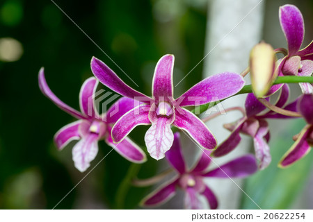 Star shaped orchid flower, close-up photo Star shaped orchid flower, close-up photo 20622254