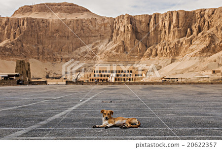 Abandoned dog with temple of hatshepsut 20622357