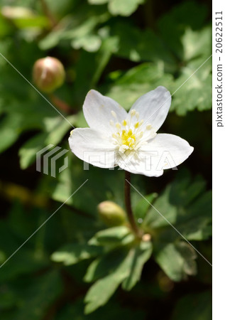 Two wheeled grass (Norinso) 20622511