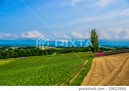 Biei no Oka Biei no Oka 20622668