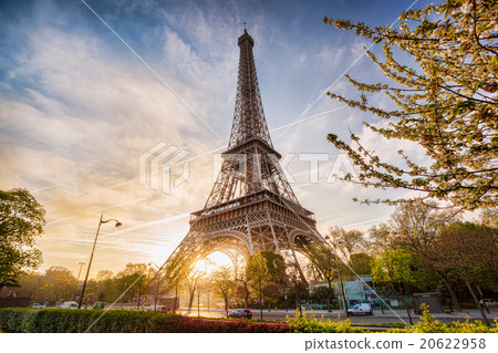 Eiffel Tower with spring tree in Paris, France 20622958