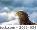 Bust shot White-tailed eagle 20624034
