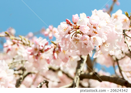  Cherry blossoms and blue sky 20624342