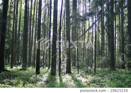 summer spruce forest landscape 20625250