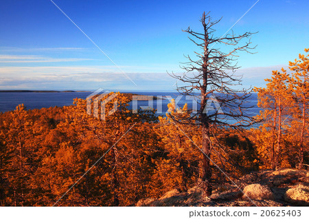 lone tree without leaves in autumn 20625403