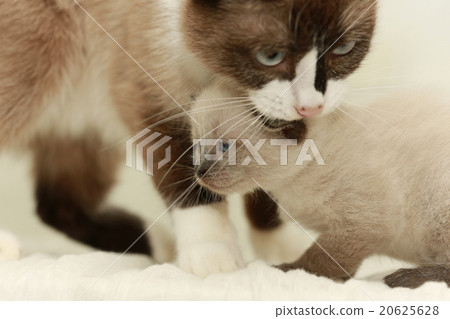 cute domestic cat cute domestic cat 20625628