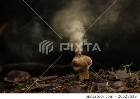 Puffball fungus spores reproduction smoke mushroom 20625639