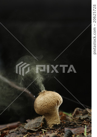 Puffball fungus spores reproduction smoke mushroom 20625728