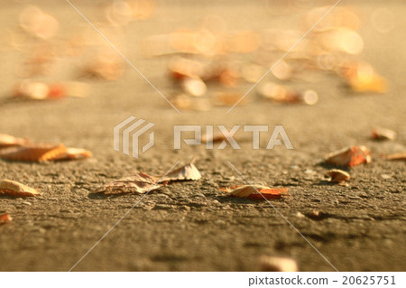 background of fallen leaves on the asphalt in the city background of fallen leaves on the asphalt in the city 20625751