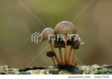 poisonous mushrooms in the forest poisonous mushrooms in the forest 20625926