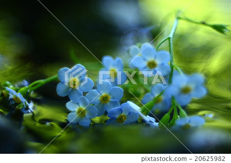 purple beautiful flowers background tenderness purple beautiful flowers background tenderness 20625982