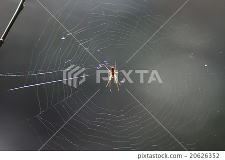 spider web in the forest 20626352
