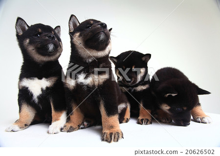 group of puppies on a white background 20626502