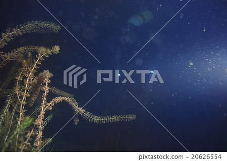 underwater scenery in the river diving 20626554