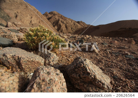 red mountains, rocks Egypt Sinai 20626564