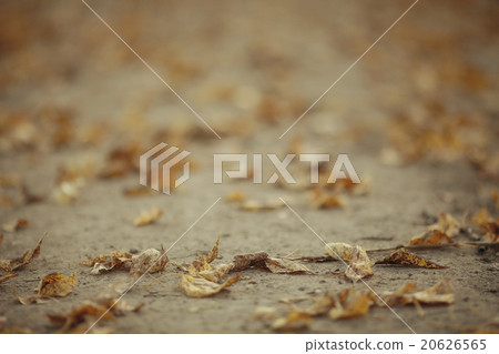 texture fallen yellow leaves texture fallen yellow leaves 20626565