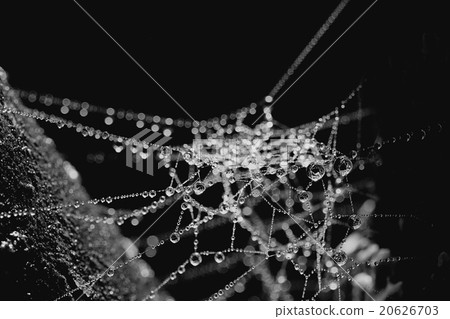 cobweb dew in the forest 20626703