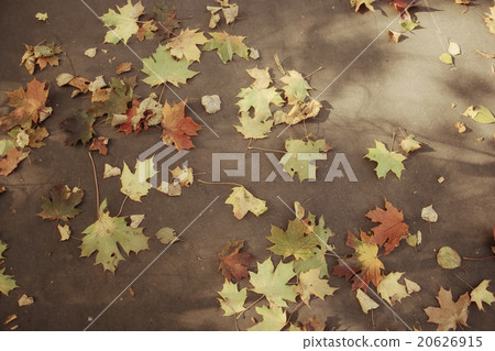 fallen yellow autumn leaves background, texture fallen yellow autumn leaves background, texture 20626915