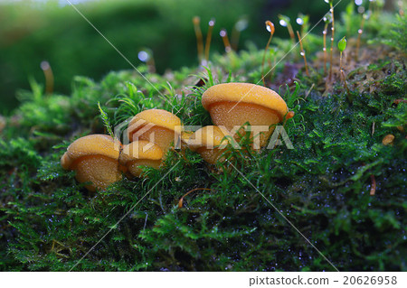 mushrooms macro abstract background mushrooms macro abstract background 20626958