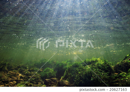 underwater scenery, algae, clean clear water, mountain river cleanliness 20627163