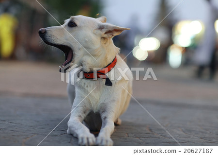 Pretty cheerful mongrel dog outside Pretty cheerful mongrel dog outside 20627187