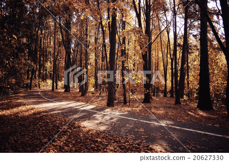 Landscape autumn in a golden forest Landscape autumn in a golden forest 20627330