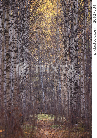 leaf fall in autumn park landscape leaf fall in autumn park landscape 20627334