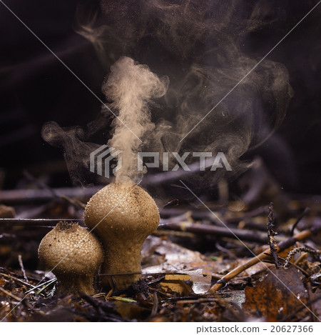 Puffball fungus spores reproduction smoke mushroom Puffball fungus spores reproduction smoke mushroom 20627366