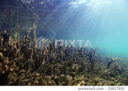 underwater scenery in the river diving 20627692