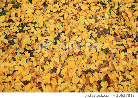 Autumn Texture Of Yellow Fallen Leaves Stock Photo