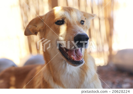 Pretty cheerful mongrel dog outside 20628224