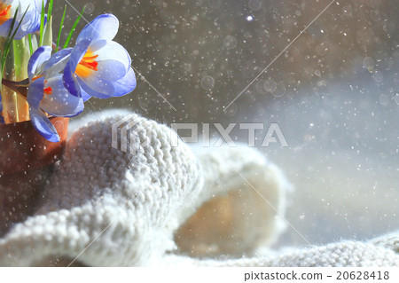 snow snowdrops spring flowers blue snow snowdrops spring flowers blue 20628418