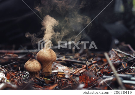 Puffball fungus spores reproduction smoke mushroom 20628419