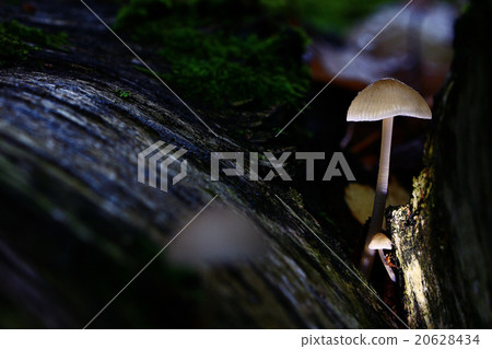 small poisonous mushroom, magic picture small poisonous mushroom, magic picture 20628434